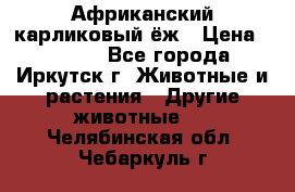 Африканский карликовый ёж › Цена ­ 6 000 - Все города, Иркутск г. Животные и растения » Другие животные   . Челябинская обл.,Чебаркуль г.